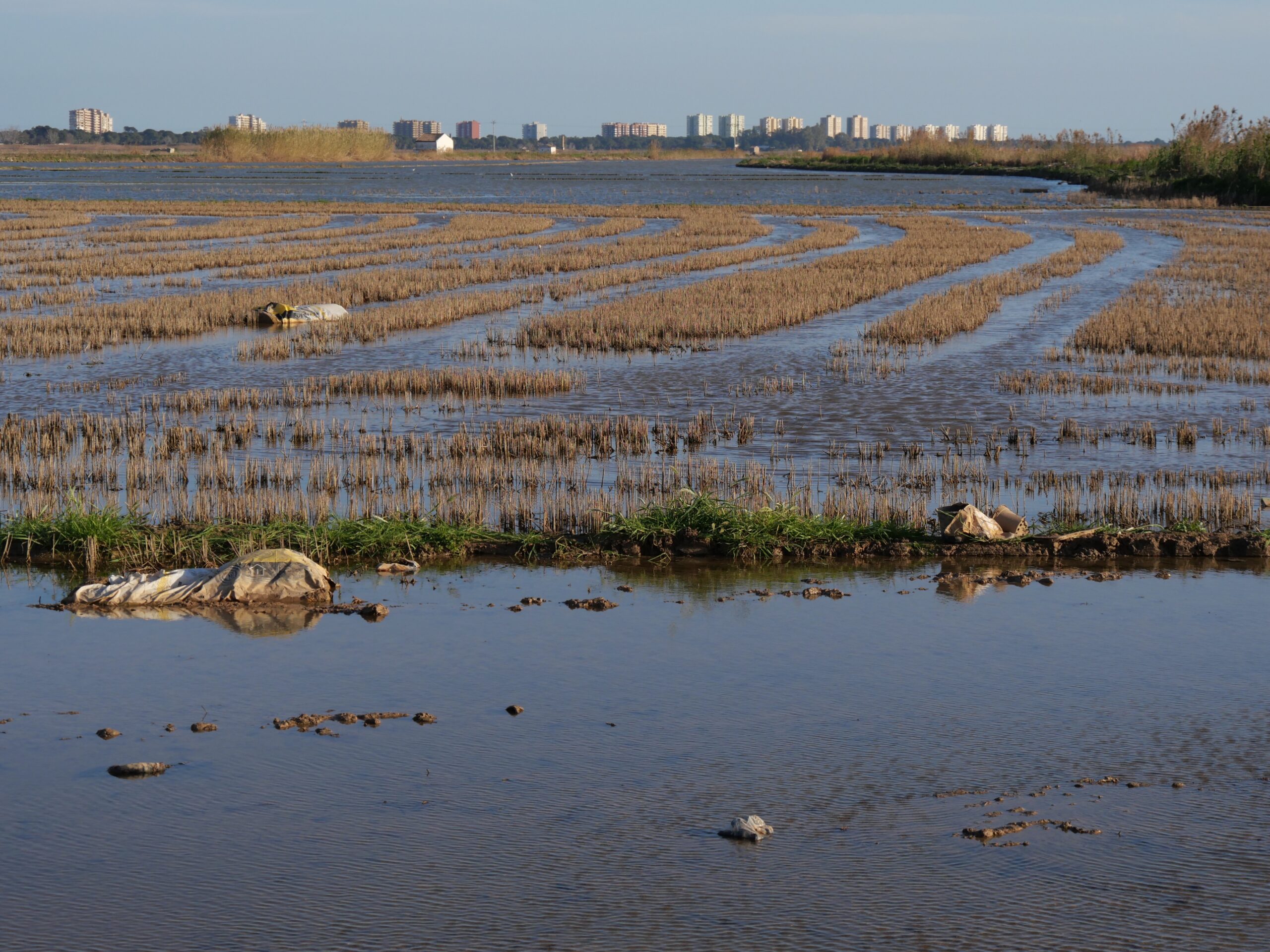 Le Bomba, le riz si cher au cœur des Valenciens