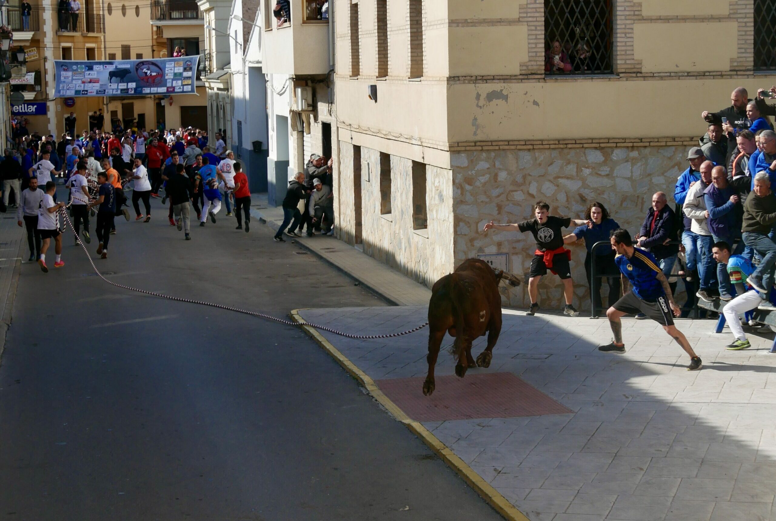 Les lâchers de taureaux, une tradition sous pression