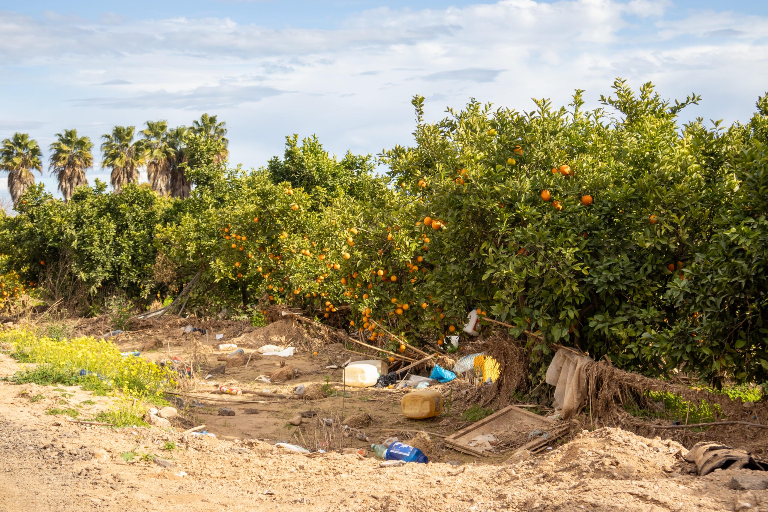 À Valence, des oranges au goût très amer