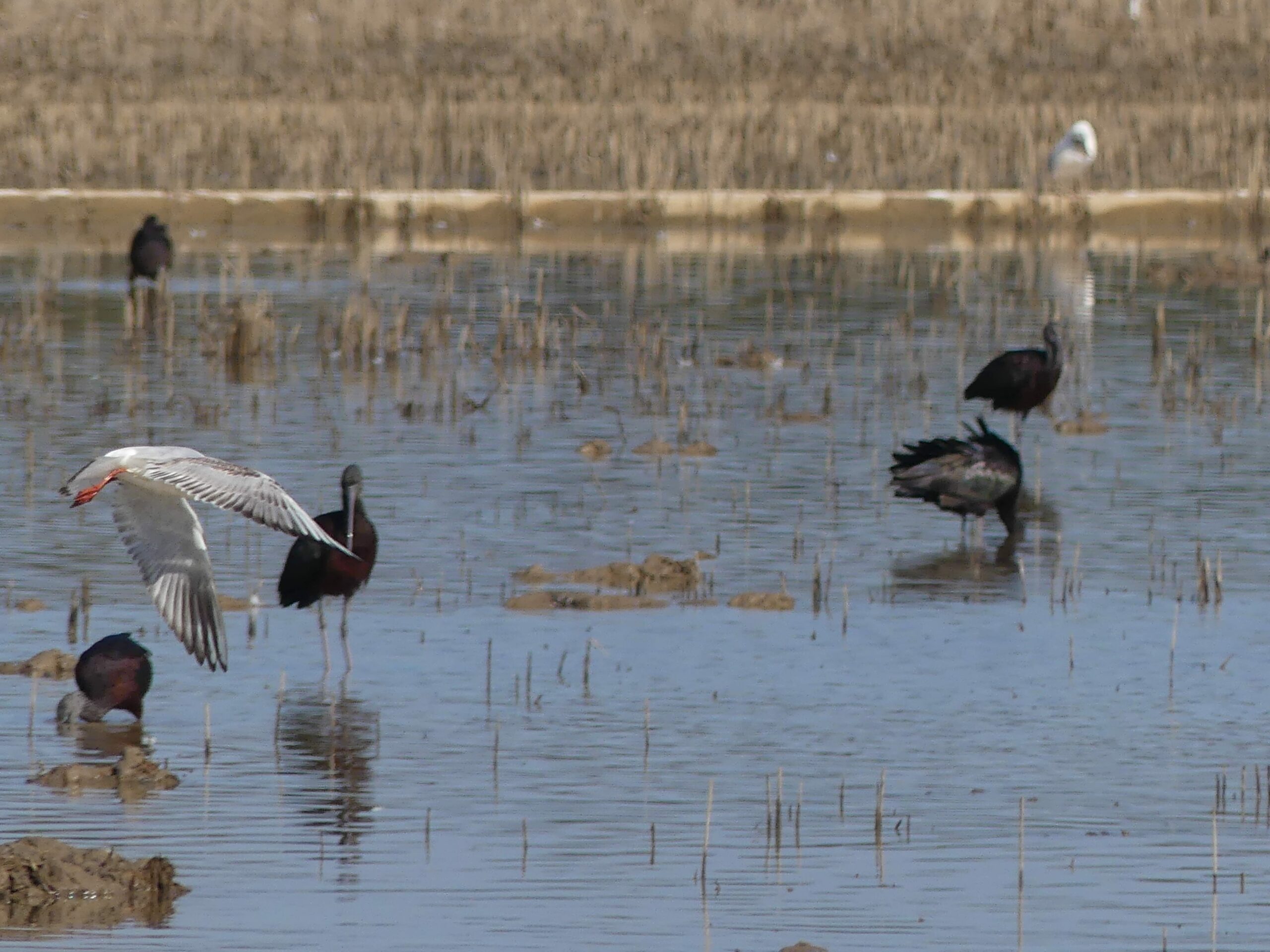 Dans le parc naturel de l’Albufera, les oiseaux nichent en eaux troubles